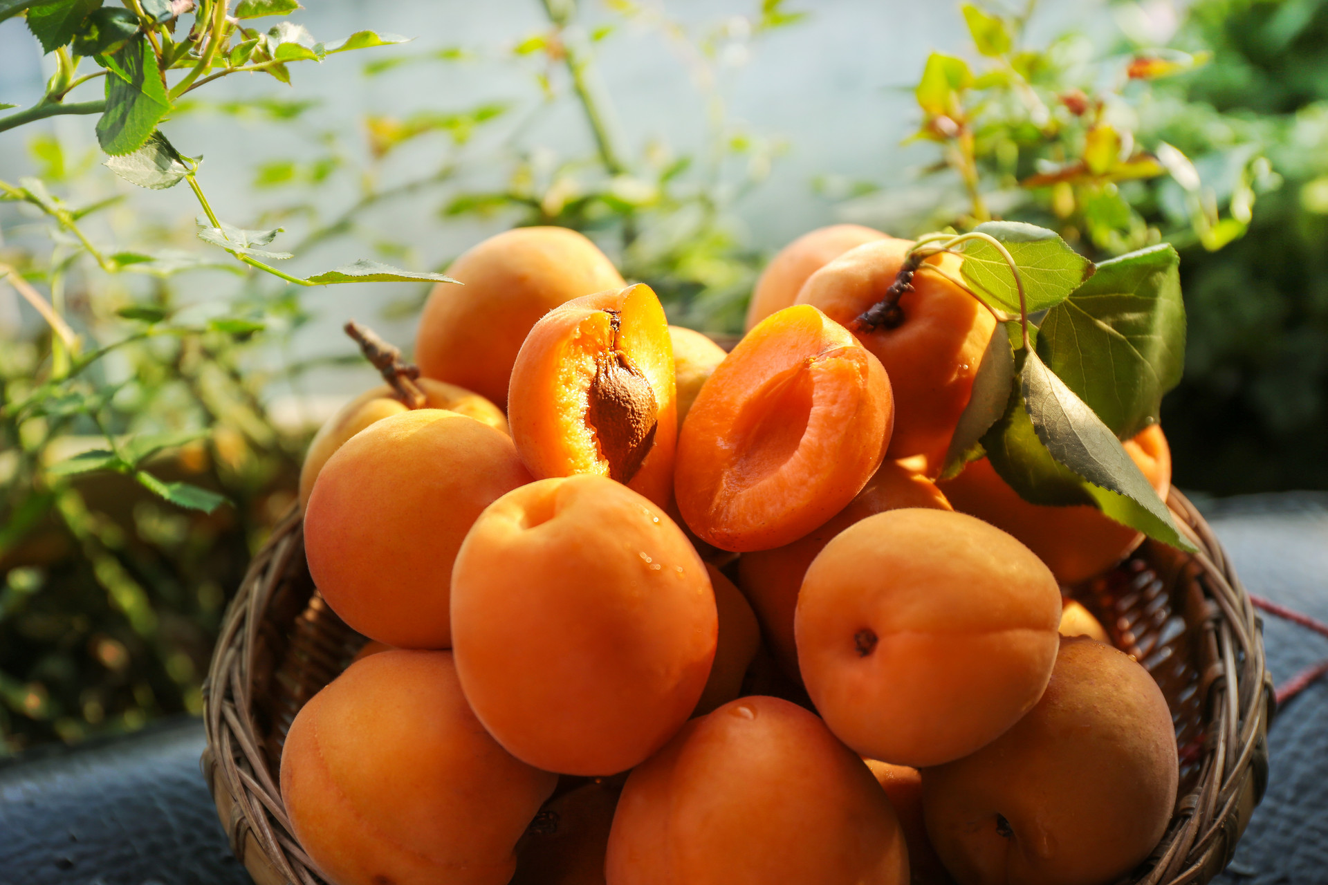 黄桃是什么季节的水果