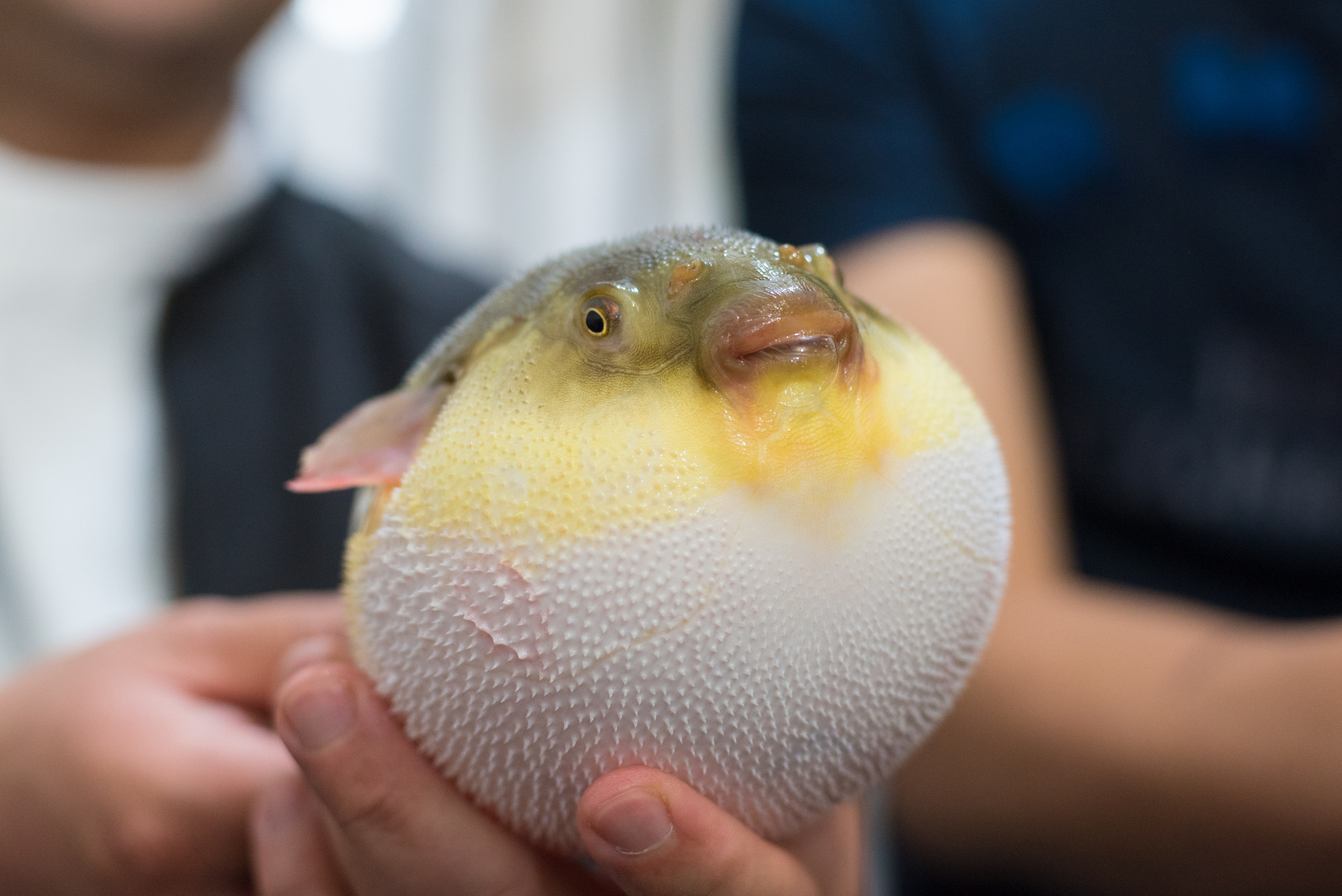 河豚是淡水魚還是鹹水魚