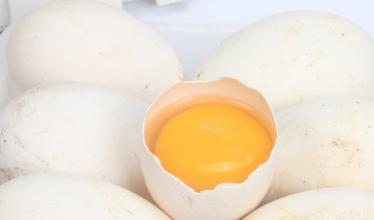 孕妇八个月了吃鹅蛋还有用不 孕妇几个月吃鹅蛋去黄疸