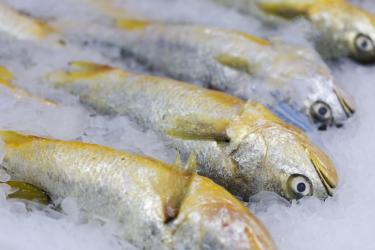 黄花鱼的营养价值及功效与作用