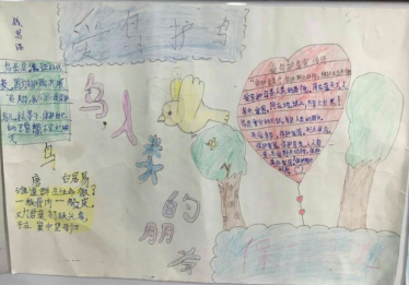 爱鸟护鸟手抄报简单小学生1