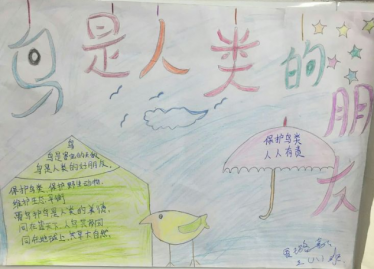爱鸟护鸟手抄报简单小学生3