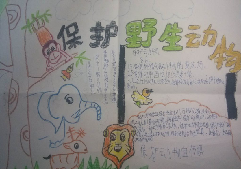 保护珍稀野生动物手抄报三年级3
