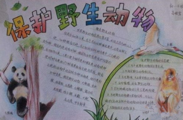 保护珍稀动物手抄报内容2