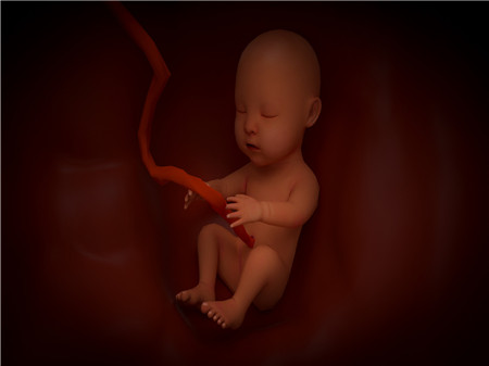 胎儿睡眠有规律是什么