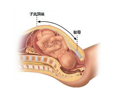 孕妇耻骨位置图孕妇耻骨是哪个部位 亲亲宝贝网