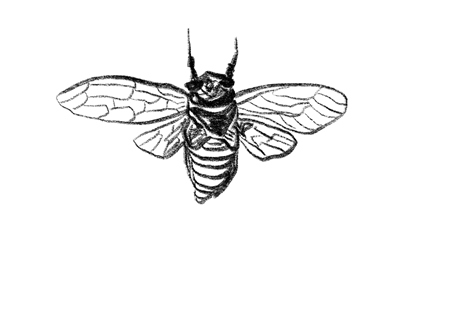 儿童故事苍蝇和蜜蜂