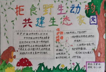 关于禁止吃野生动物的手抄报2
