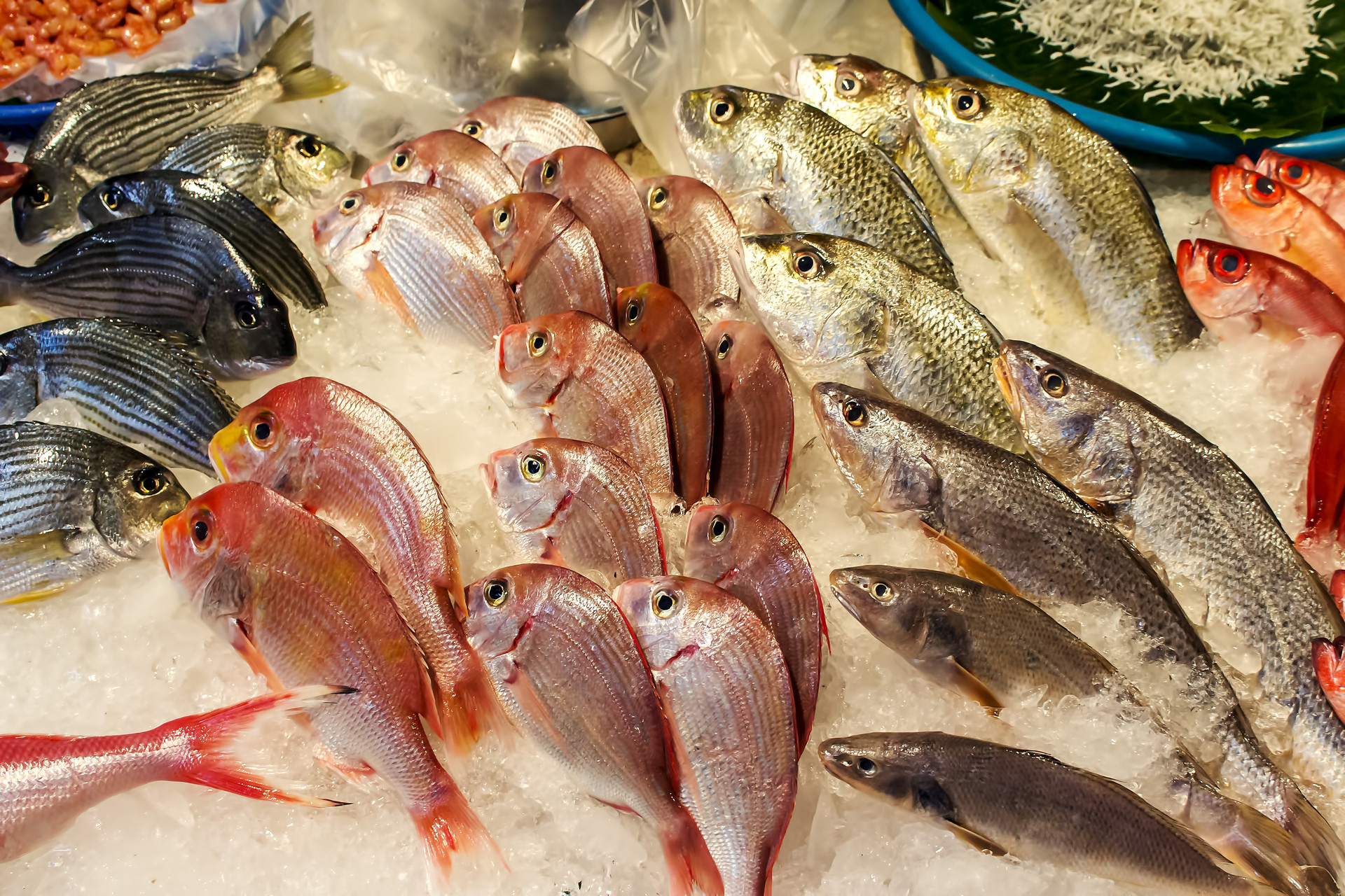 鲮鱼多少钱一斤2020