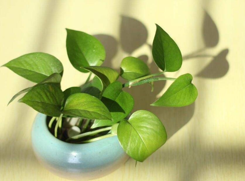 夏天适合养什么花室内
