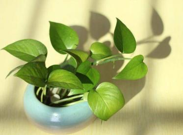 夏天适合养什么花室内