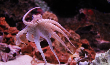 哺乳期可以吃章鱼吗