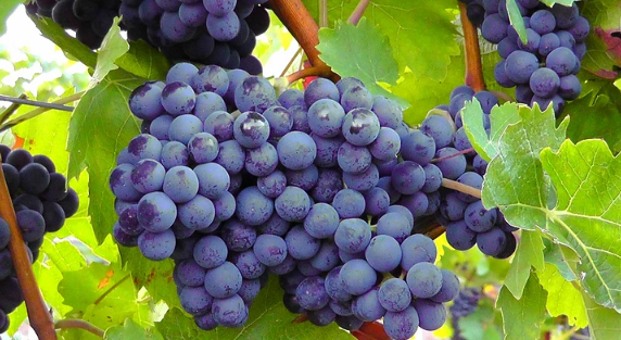 哺乳期吃葡萄需要注意的有哪些