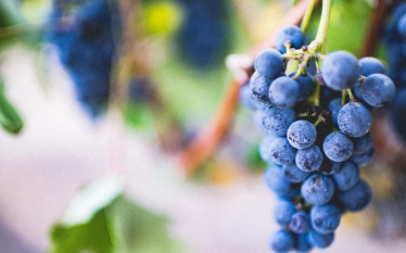 哺乳期吃葡萄需要注意的有哪些