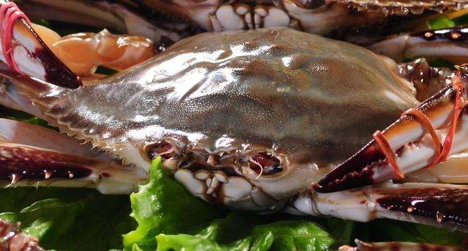 哺乳期可以吃梭子蟹吗