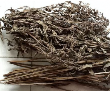 溪黄草可以长期喝吗