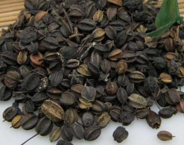 刺五加茶的功效与作用