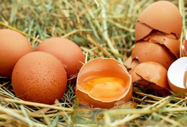 日本无菌鸡蛋和普通鸡蛋的区别