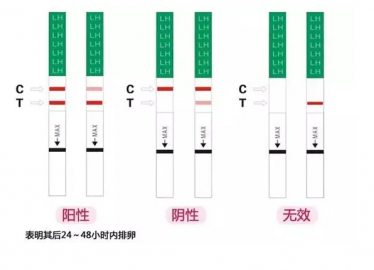 排卵试纸怎么看图解