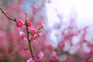 腊梅花的功效与作用