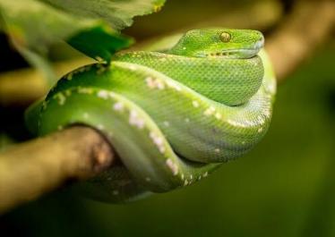 家里进蛇有什么预兆