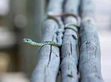 家里进蛇有什么预兆