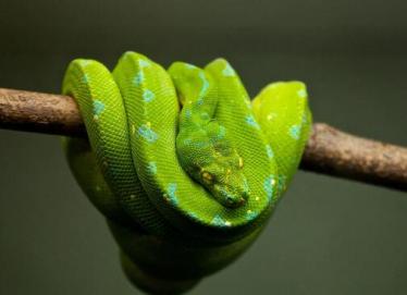 家里进蛇有什么预兆