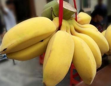 苹果蕉是转基因吗