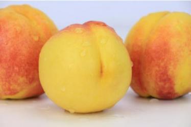 黄桃分哪几个品种