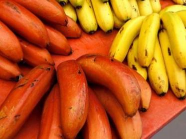红香蕉产自哪里