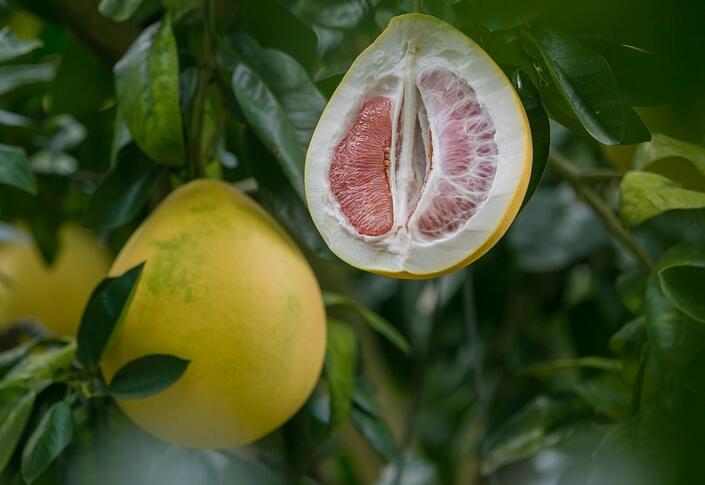 中秋吃柚子是什么意思