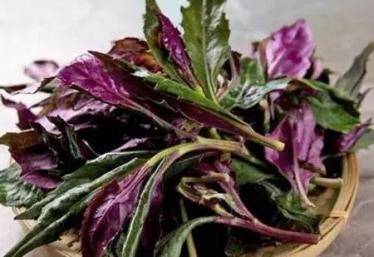 紫背菜的做法 紫背菜怎么做好吃