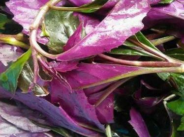紫背菜的功效与作用