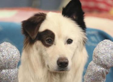 Dog with a blog狗狗博客第三季全集免费观看