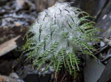水母雪兔子功效与作用