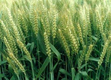 立冬可以种小麦吗