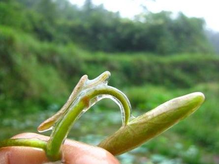 莼菜被列为国家一级保护野生植物的原因