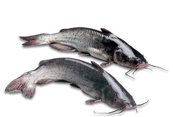 江团鱼多少钱一斤