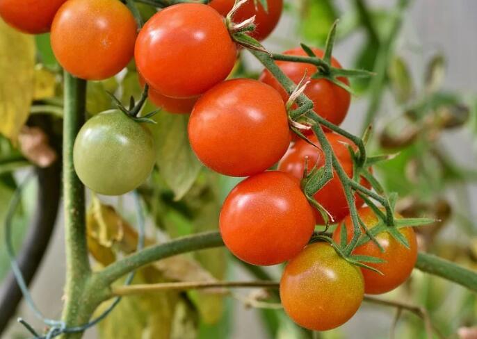 番茄怎么吃减肥效果好 