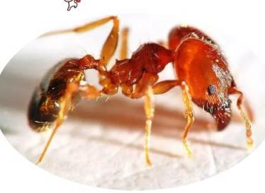 酸蚂蚁的功效与作用