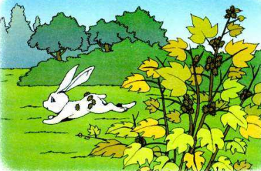 兔子和刺猬的故事