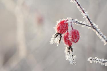 有关小雪节气的谚语1