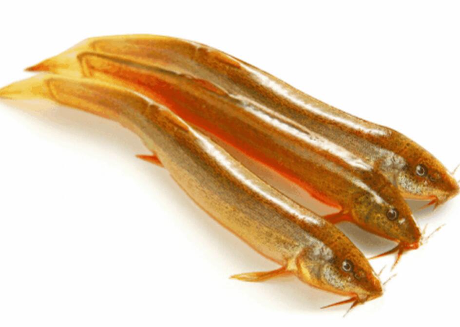 野生泥鳅与养殖泥鳅区别 野生泥鳅体型更细长