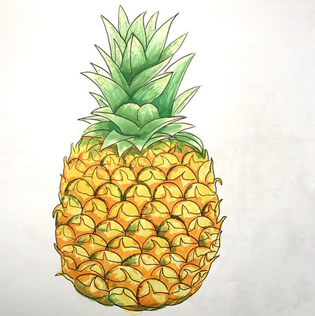 菠萝简笔画步骤图
