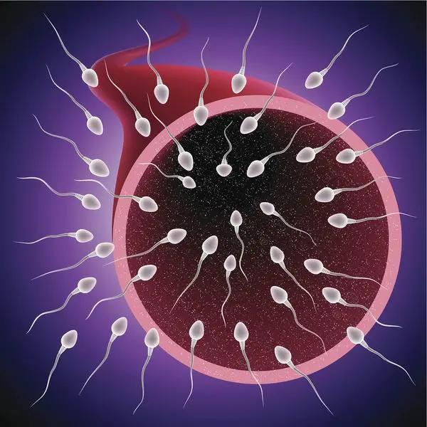 碘油造影对输卵管助孕作用