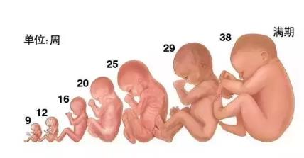 怀孕1一40周胎儿发育全过程图 看完更觉孕育生命的神奇