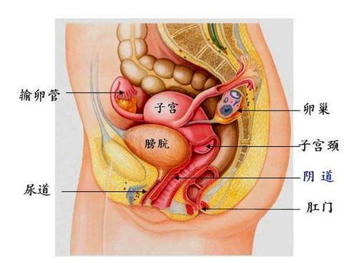 女性子宮被摘除後,會影響夫妻生活嗎?聽聽醫生怎麼說