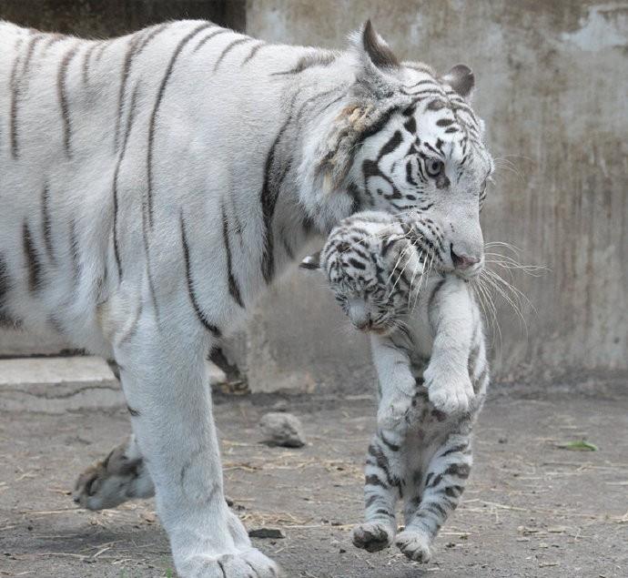 萌化了!動物園白虎媽媽教白虎寶寶學本領,小奶虎:我太難了