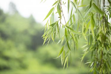 写柳絮的作文200字