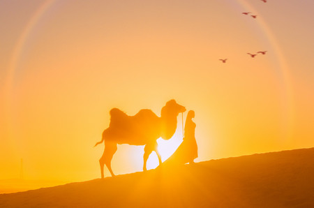骆驼为什么有驼峰